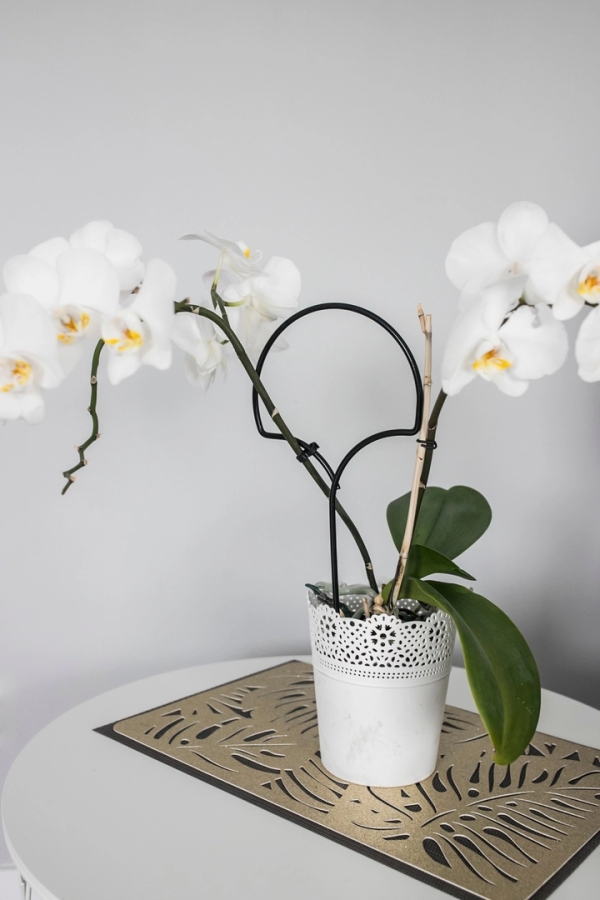 Blumen Unterst&uuml;tzung - Ginkgo