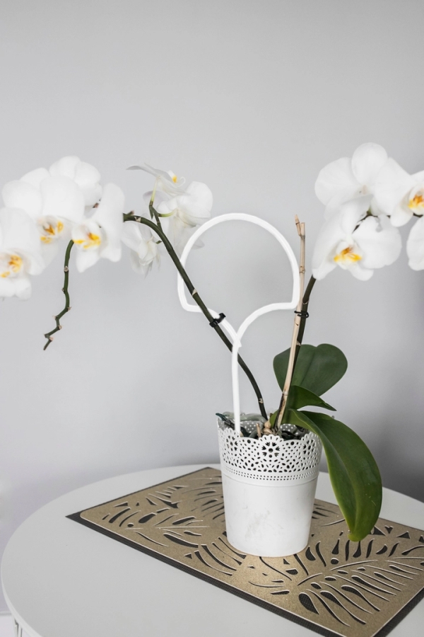 Blumen Unterst&uuml;tzung - Ginkgo