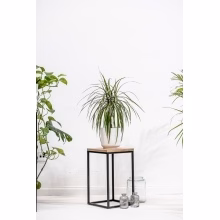 Blumenständer. Einzelnes Podest Modell:648