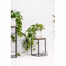 Blumenständer. Einzelnes Podest Modell:648