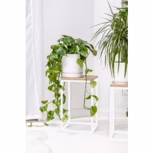 Blumenständer. Einzelnes Podest Modell:648