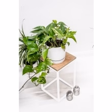 Blumenständer. Einzelnes Podest Modell:648