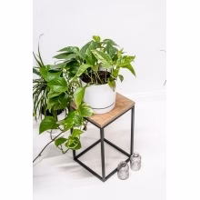 Blumenständer. Einzelnes Podest Modell:648