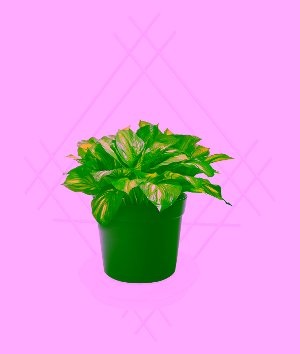 Blumenwandhalter Stahl mit Modell:82