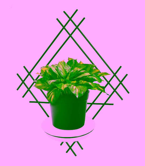 Blumenwandhalter Stahl mit Modell:82