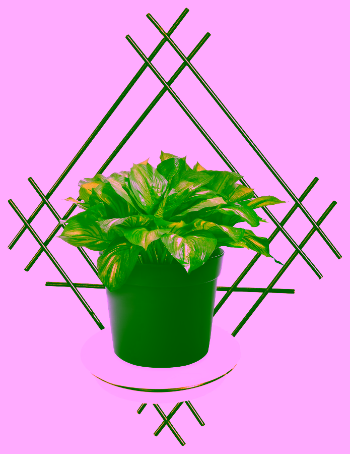 Blumenwandhalter Stahl mit Schale