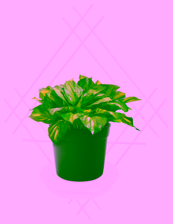 Blumenwandhalter Stahl mit Modell:82