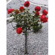 Gestielte Pflanzenstütze Modell:572