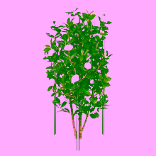 Rankhilfe Stahl Modell:323