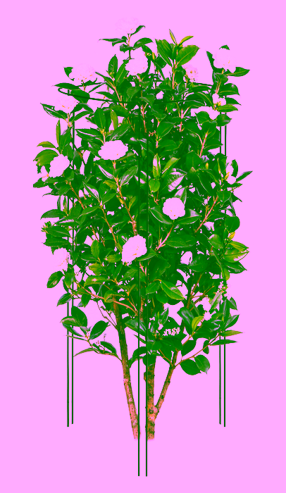 Rankhilfe Stahl Modell:323