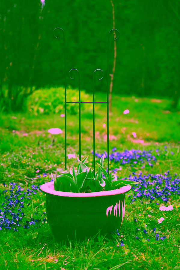 Rankhilfe für Rosen