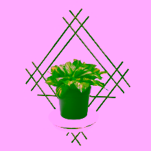 Blumenwandhalter Stahl mit Schale