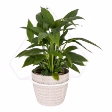 Wandblumenbeet aus Metall Modell:558