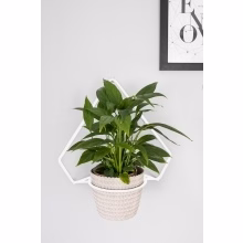 Wandblumenbeet aus Metall Modell:558