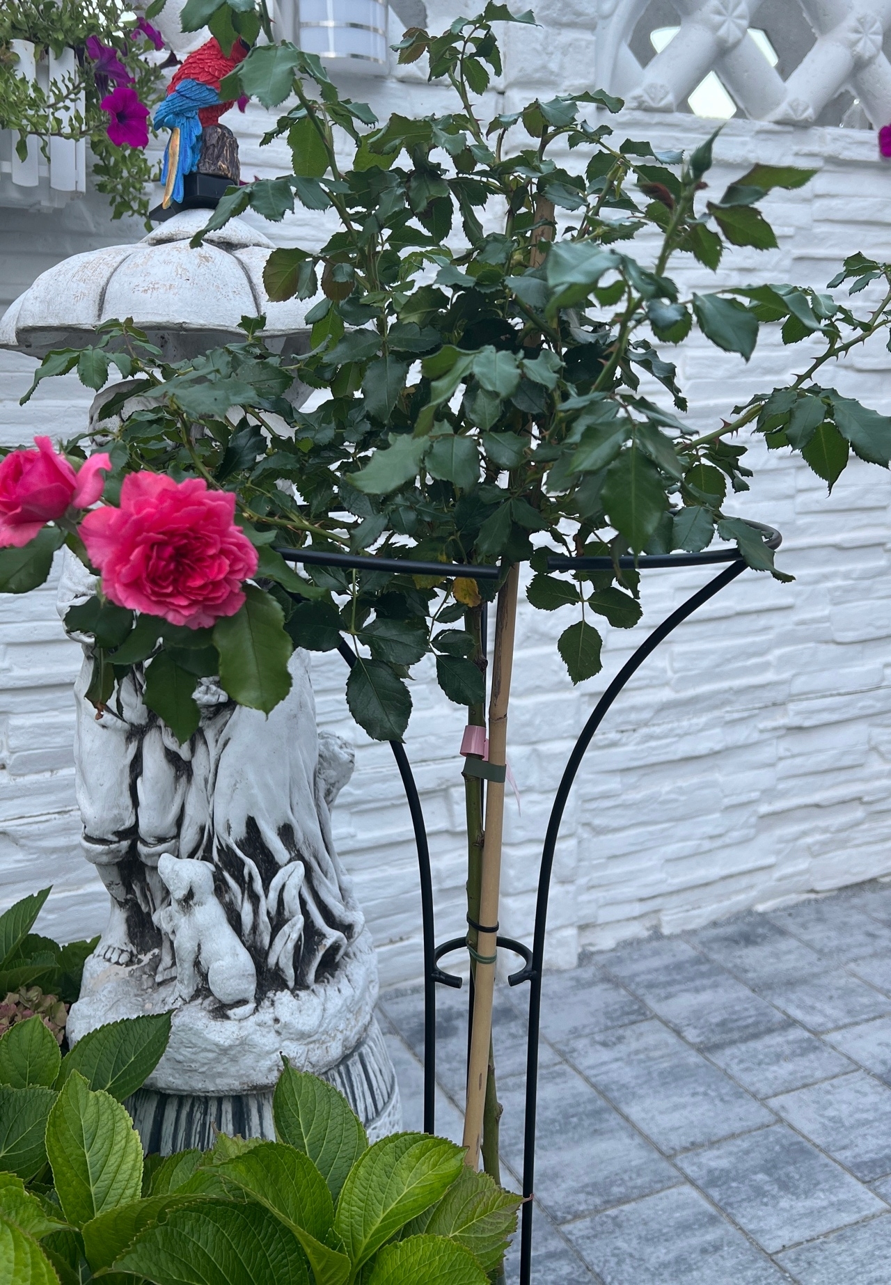Rosensttze fr Stammrosen  Pflanzensttze Metall | Versanis.de